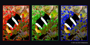 Anemonefish I by Bea & Stef Primatesta 